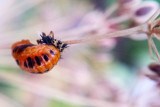 Butterfly Garden, Flower Macro, Mt. Prospect, Summer 2014