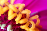 Butterfly Garden, Flower Macro, Mt. Prospect, Summer 2014