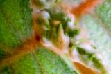 Butterfly Garden, Flower Macro, Mt. Prospect, Summer 2014