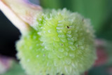 Flower macro, Gilson Park, Wilmette, IL, Summer 2014