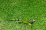 Iguana, Rio Grande, Puerto Rico