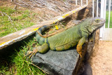 Iguana, Rio Grande, Puerto Rico