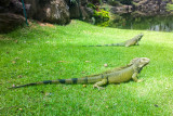 Iguana, Rio Grande, Puerto Rico