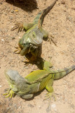 Iguana, Rio Grande, Puerto Rico