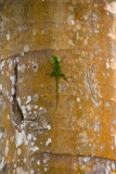 Lizard, El Yunque National Rainforest, Puerto Rico