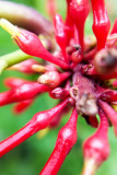 Flower macro, El Yunque National Rainforest, Puerto Rico