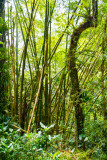 Bamboo, El Yunque National Rainforest, Puerto Rico