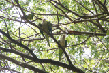 Parrots, Old San Juan