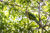 Parrots, Old San Juan