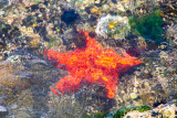 Star fish, Old San Juan
