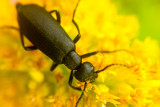 Mite, Insect, Barrington Park, Illinois