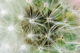 Dandelion, Flower, macro, Barrington Park, Illinois