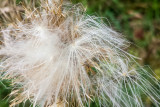 Flower, macro, Barrington Park, Illinois