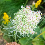 Flower, macro, Barrington Park, Illinois