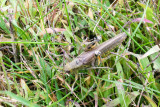 Grasshopper, Barrington Park, Illinois