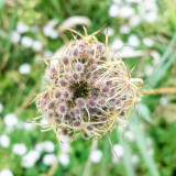 Flower, macro, Barrington Park, Illinois