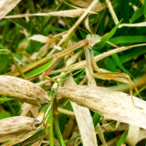 Phasmatodea, stick insect, Barrington Park, Illinois