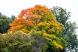 Crabtree Forest Preserve, Schaumburg, Illinois - Fall 2014