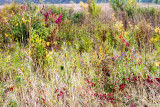 Crabtree Forest Preserve, Schaumburg, Illinois - Fall 2014