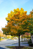 Fall Colors 2014, Palatine,  IL