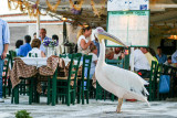 The Mikonos Mascot