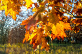 Autumn - Fall