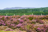 Heather flowers - Calluna vulgaris, Scotland