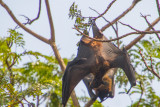 Bats, Chatrapathi Shivaji Airport, Mumbai, India