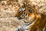 Bengal Tiger, Bannerghata National Park, India