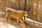 Bengal Tiger, Bannerghata National Park, India