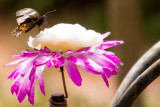 Butterfly Park, Bannerghata National Park, India