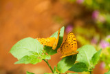 Butterfly Park, Bannerghata National Park, India