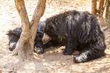 Bear, Bannerghata National Park, India