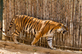 Bengal Tiger, Bannerghata National Park, India