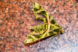 Grasshopper, Bangalore