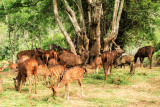 Deer, Bannerghata National Park, India