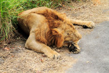 Lion, Bannerghatta National Park, India