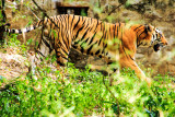 Tiger, Bannerghatta National Park, India