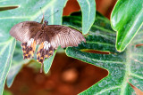 Butterfly Park, Bannerghata National Park, India