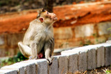 Monkey, Bannerghatta National Park, India
