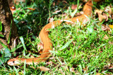 Snake, Bannerghatta National Park, India