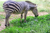 Zebra, Bannerghatta National Park, India