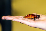 Cockroach, Cosley Zoo, Wheaton, IL