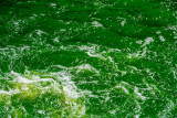 Green River, a non-toxic dye, Chicago, St. Patricks Day, 2015