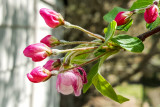 Cherry Blossoms, Spring 2015, Chicago