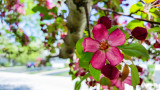 Cherry Blossoms, Spring 2015, Chicago