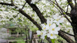 Cherry Blossoms, Spring 2015, Chicago