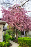 Cherry Blossoms, Spring 2015, Chicago