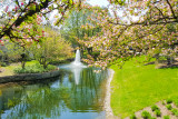 Cherry Blossoms, Fountain, Spring 2015, Chicago