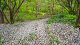 Spring in Palatine, Chicago